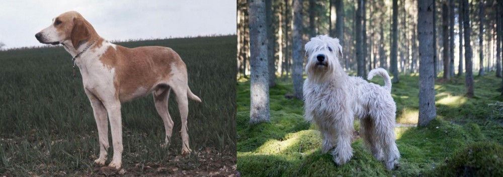 Soft-Coated Wheaten Terrier vs Grand Anglo-Francais Blanc et Orange - Breed Comparison