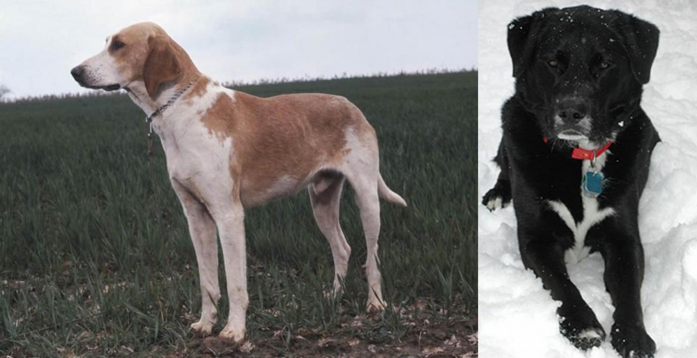 St. John's Water Dog vs Grand Anglo-Francais Blanc et Orange - Breed Comparison