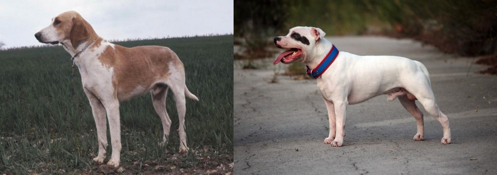 Staffordshire Bull Terrier vs Grand Anglo-Francais Blanc et Orange - Breed Comparison