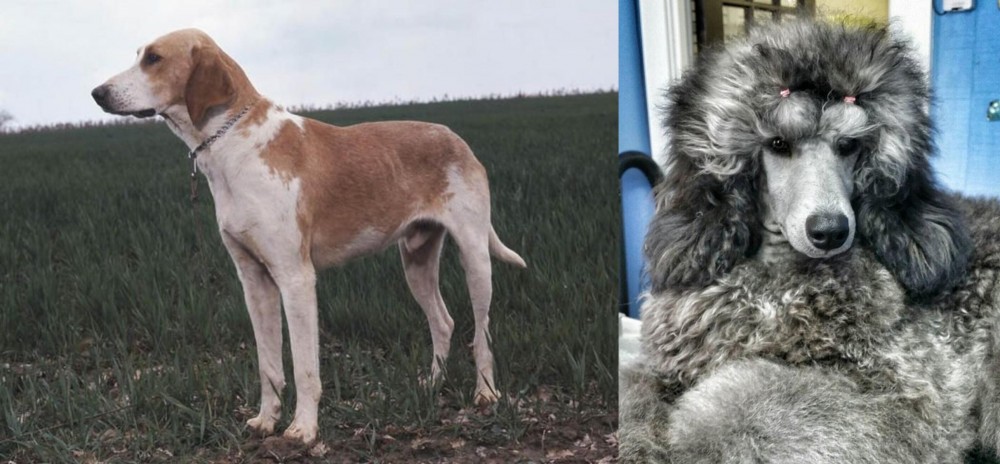 Standard Poodle vs Grand Anglo-Francais Blanc et Orange - Breed Comparison