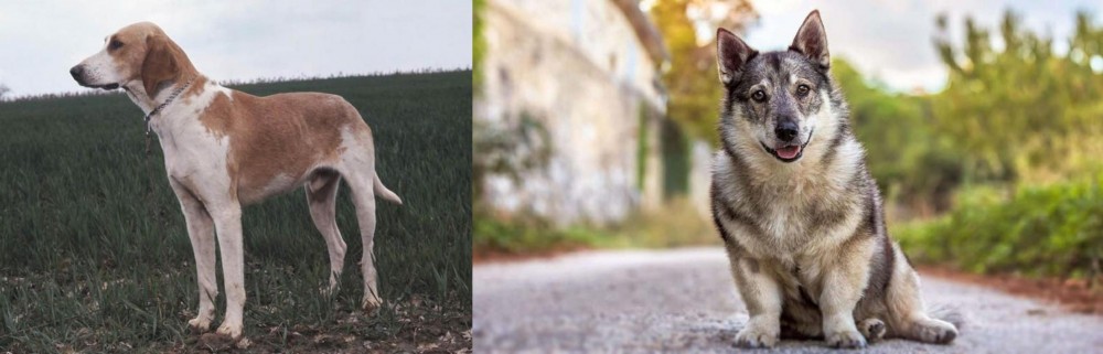 Swedish Vallhund vs Grand Anglo-Francais Blanc et Orange - Breed Comparison