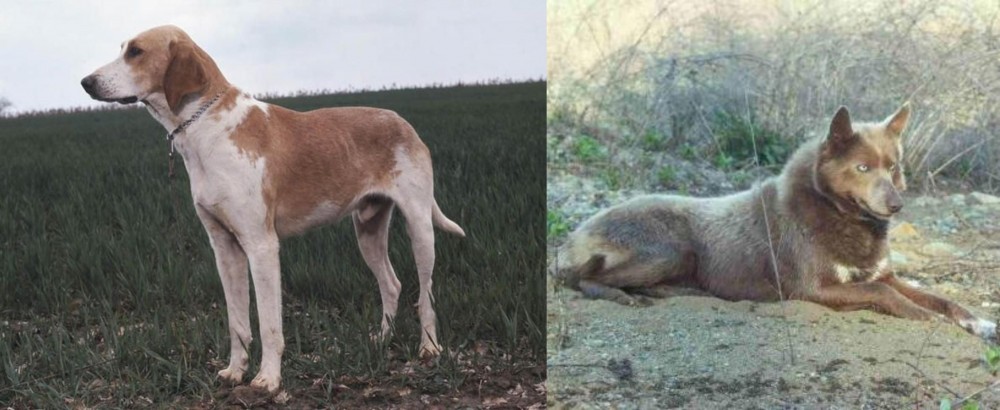 Tahltan Bear Dog vs Grand Anglo-Francais Blanc et Orange - Breed Comparison