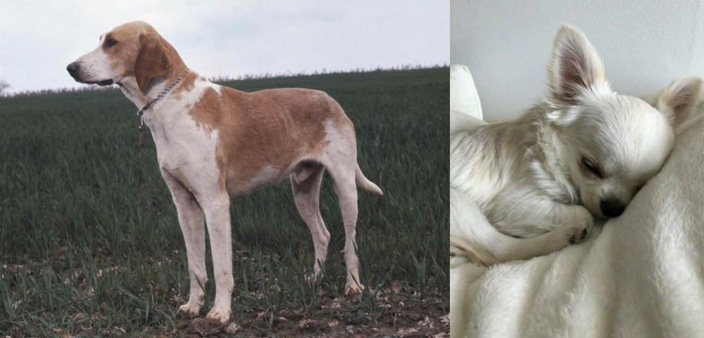 Tea Cup Chihuahua vs Grand Anglo-Francais Blanc et Orange - Breed Comparison