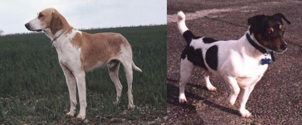 Teddy Roosevelt Terrier vs Grand Anglo-Francais Blanc et Orange - Breed Comparison