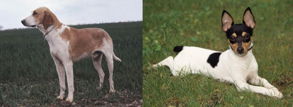 Toy Fox Terrier vs Grand Anglo-Francais Blanc et Orange - Breed Comparison