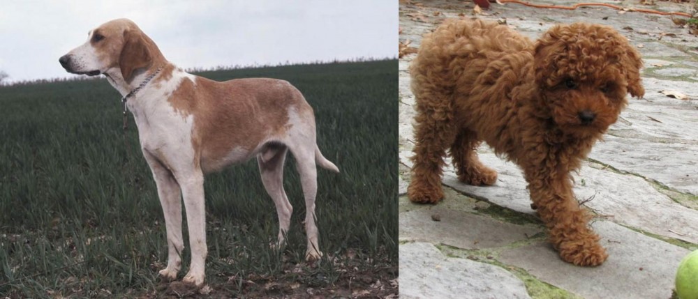 Toy Poodle vs Grand Anglo-Francais Blanc et Orange - Breed Comparison