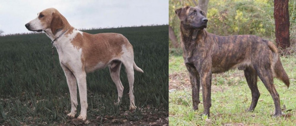 Treeing Tennessee Brindle vs Grand Anglo-Francais Blanc et Orange - Breed Comparison