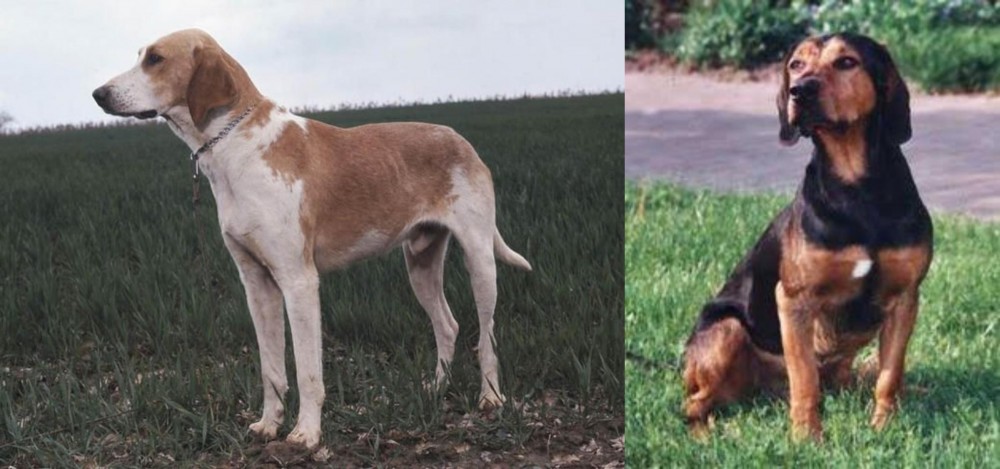 Tyrolean Hound vs Grand Anglo-Francais Blanc et Orange - Breed Comparison