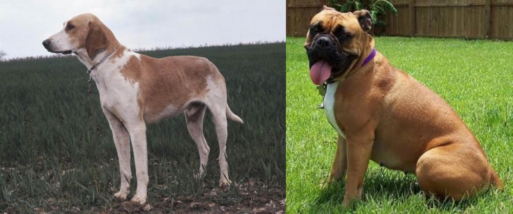 Valley Bulldog vs Grand Anglo-Francais Blanc et Orange - Breed Comparison