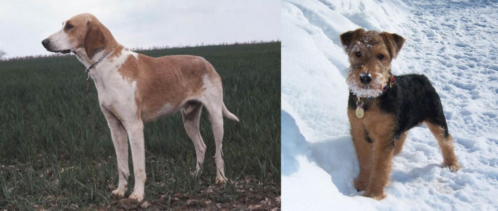 Welsh Terrier vs Grand Anglo-Francais Blanc et Orange - Breed Comparison