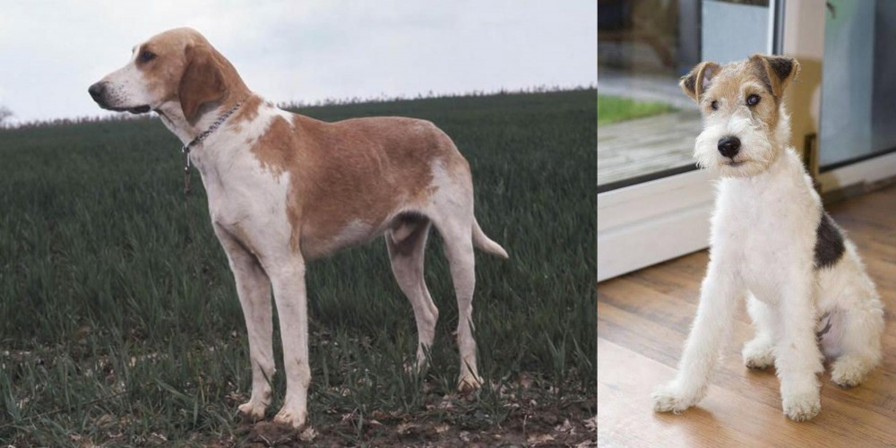 Wire Fox Terrier vs Grand Anglo-Francais Blanc et Orange - Breed Comparison