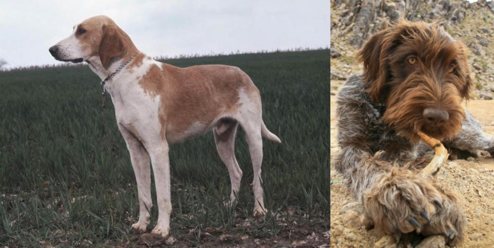 Wirehaired Pointing Griffon vs Grand Anglo-Francais Blanc et Orange - Breed Comparison