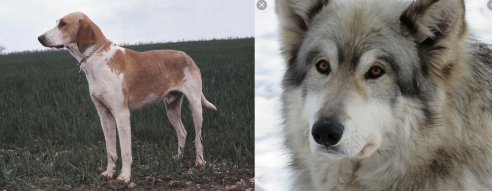 Wolfdog vs Grand Anglo-Francais Blanc et Orange - Breed Comparison