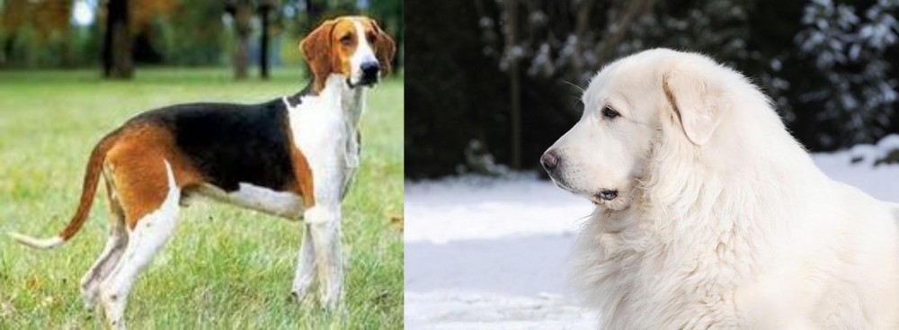 Great Pyrenees vs Grand Anglo-Francais Tricolore - Breed Comparison