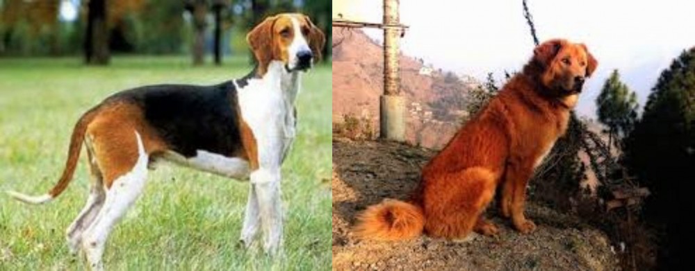 Himalayan Sheepdog vs Grand Anglo-Francais Tricolore - Breed Comparison