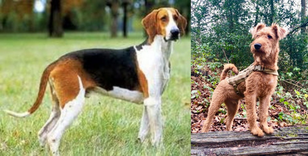 Irish Terrier vs Grand Anglo-Francais Tricolore - Breed Comparison