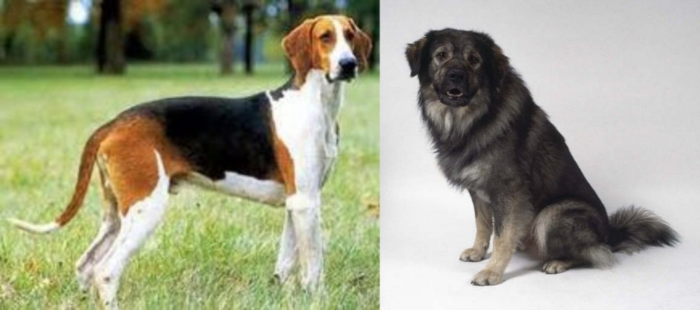 Istrian Sheepdog vs Grand Anglo-Francais Tricolore - Breed Comparison