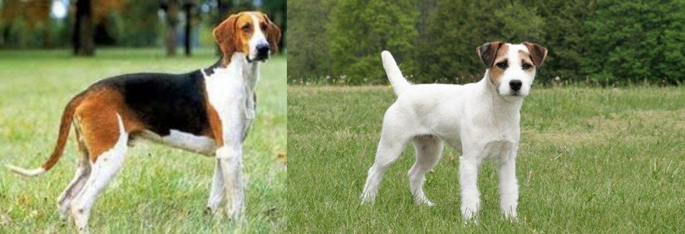 Jack Russell Terrier vs Grand Anglo-Francais Tricolore - Breed Comparison