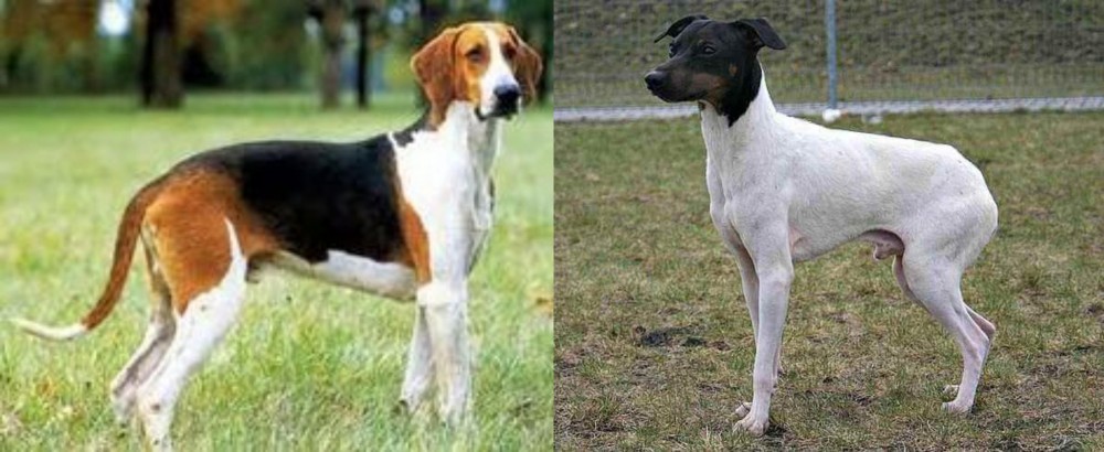 Japanese Terrier vs Grand Anglo-Francais Tricolore - Breed Comparison