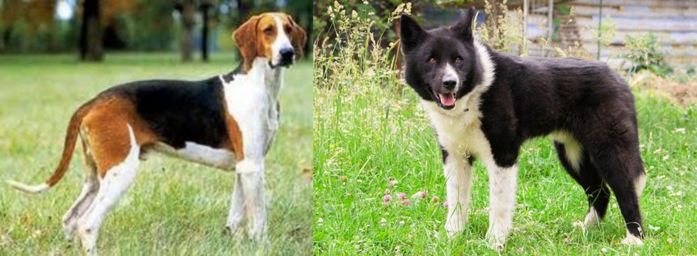 Karelian Bear Dog vs Grand Anglo-Francais Tricolore - Breed Comparison