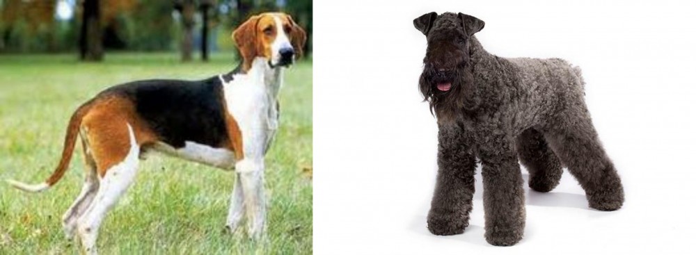 Kerry Blue Terrier vs Grand Anglo-Francais Tricolore - Breed Comparison