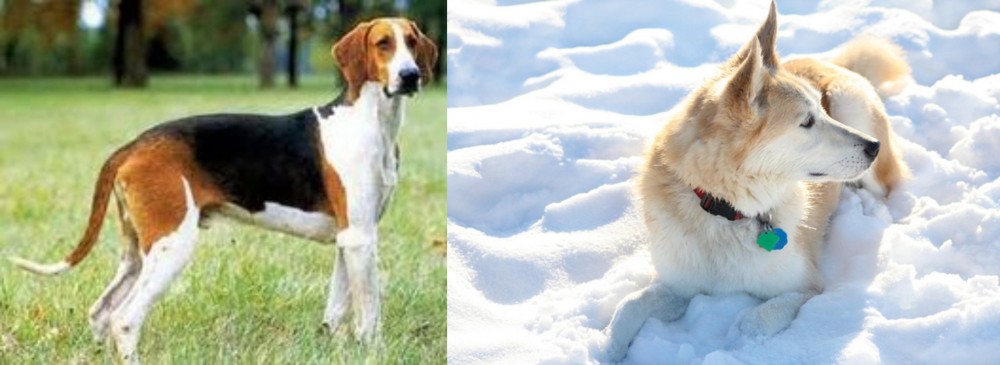 Labrador Husky vs Grand Anglo-Francais Tricolore - Breed Comparison