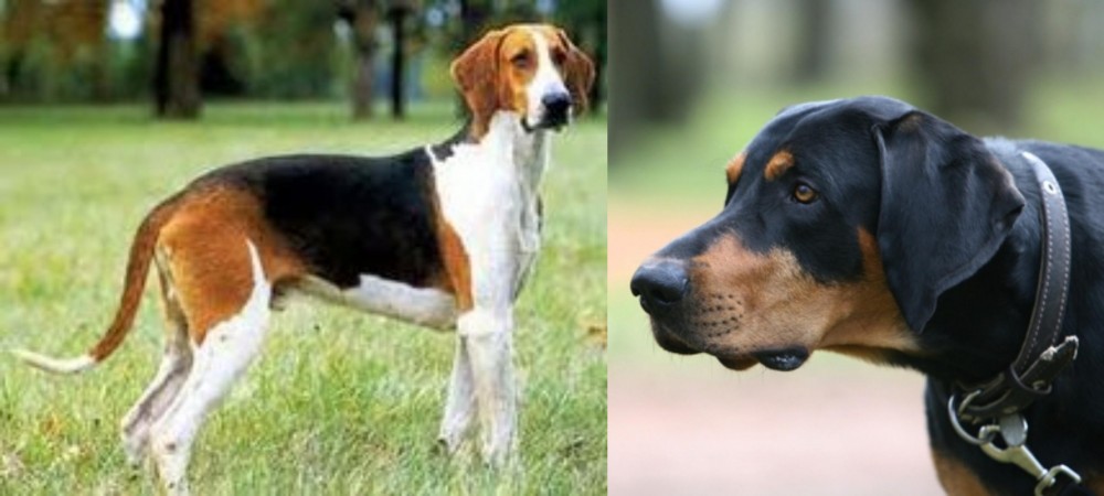 Lithuanian Hound vs Grand Anglo-Francais Tricolore - Breed Comparison