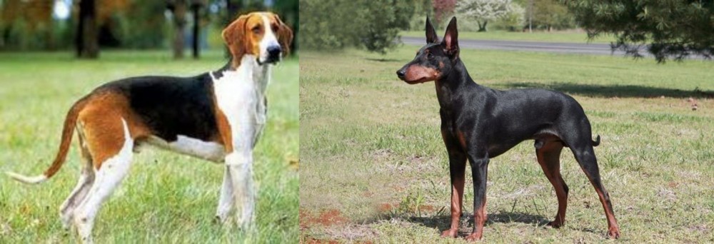 Manchester Terrier vs Grand Anglo-Francais Tricolore - Breed Comparison