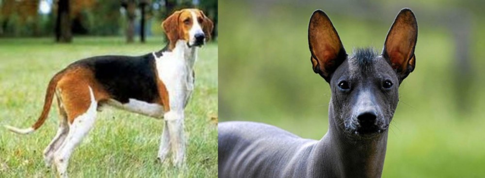 Mexican Hairless vs Grand Anglo-Francais Tricolore - Breed Comparison