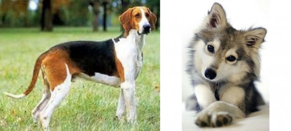 Miniature Siberian Husky vs Grand Anglo-Francais Tricolore - Breed Comparison