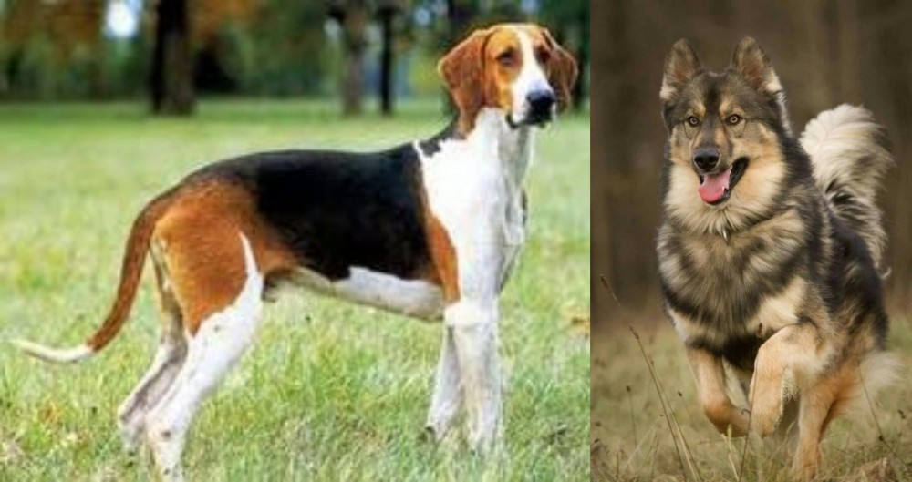 Native American Indian Dog vs Grand Anglo-Francais Tricolore - Breed Comparison