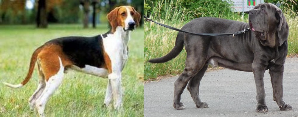Neapolitan Mastiff vs Grand Anglo-Francais Tricolore - Breed Comparison