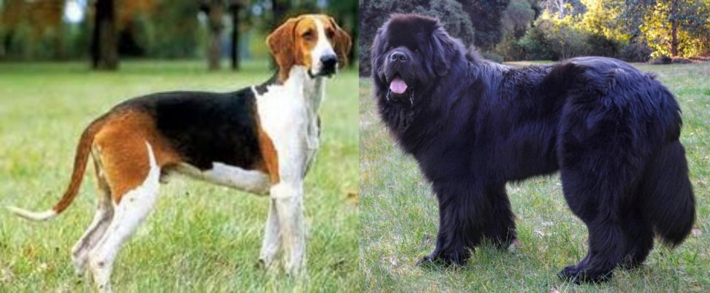 Newfoundland Dog vs Grand Anglo-Francais Tricolore - Breed Comparison