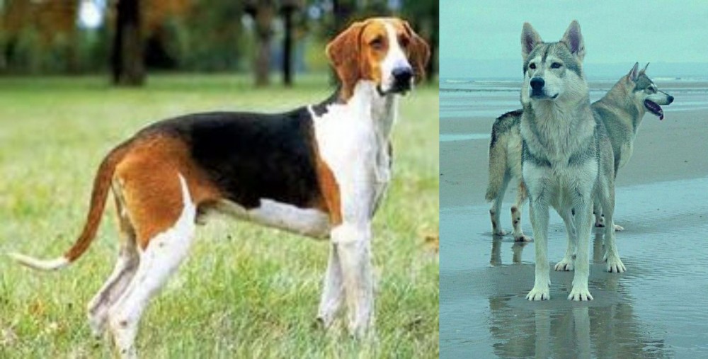 Northern Inuit Dog vs Grand Anglo-Francais Tricolore - Breed Comparison