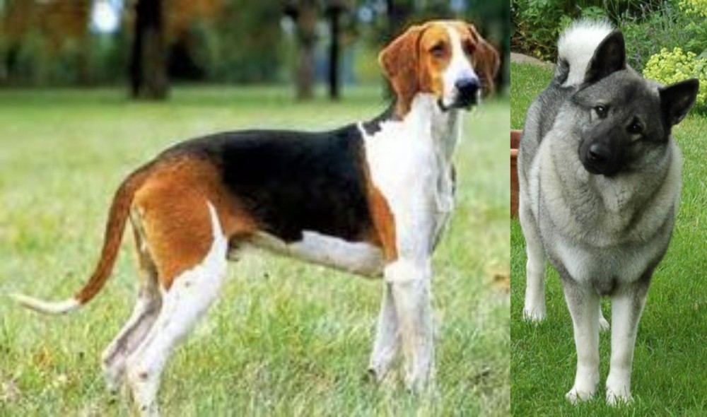 Norwegian Elkhound vs Grand Anglo-Francais Tricolore - Breed Comparison
