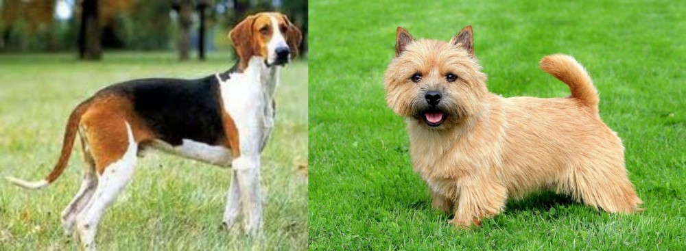 Norwich Terrier vs Grand Anglo-Francais Tricolore - Breed Comparison
