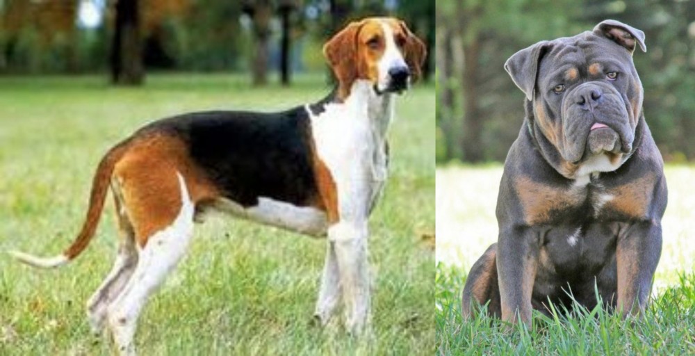 Olde English Bulldogge vs Grand Anglo-Francais Tricolore - Breed Comparison