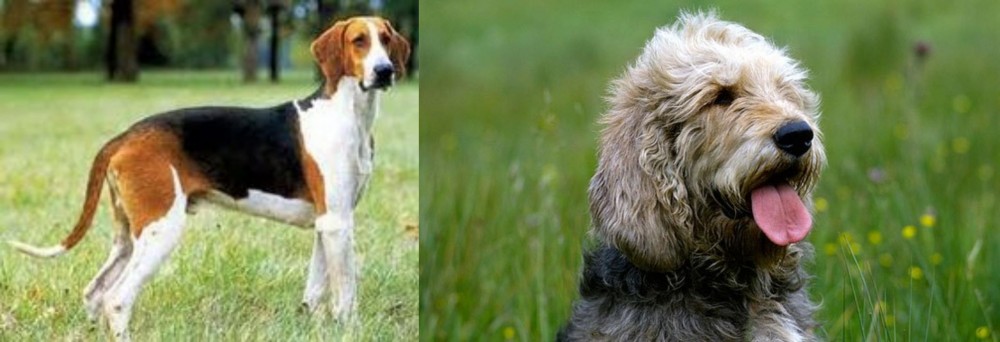 Otterhound vs Grand Anglo-Francais Tricolore - Breed Comparison