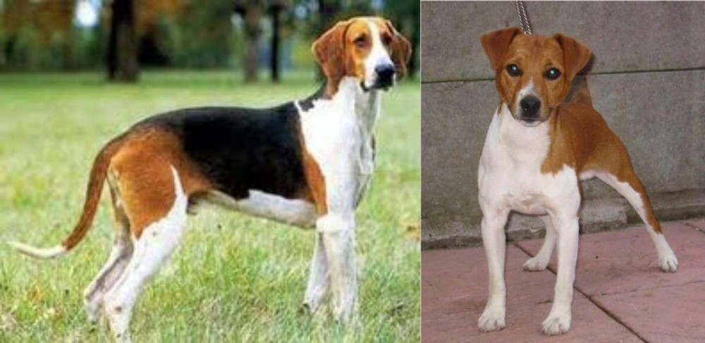 Plummer Terrier vs Grand Anglo-Francais Tricolore - Breed Comparison