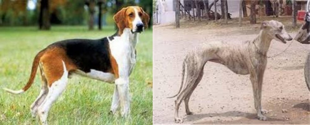 Rampur Greyhound vs Grand Anglo-Francais Tricolore - Breed Comparison