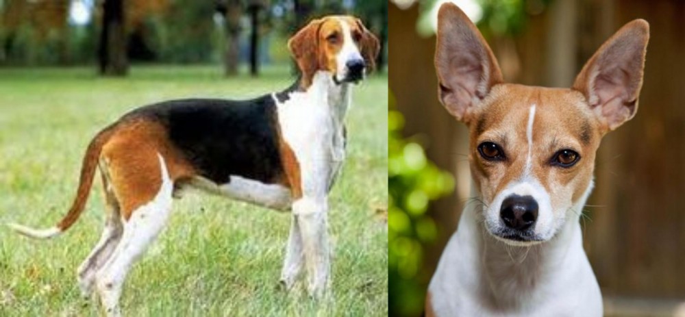 Rat Terrier vs Grand Anglo-Francais Tricolore - Breed Comparison