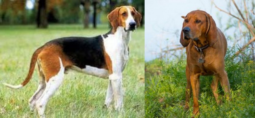 Redbone Coonhound vs Grand Anglo-Francais Tricolore - Breed Comparison