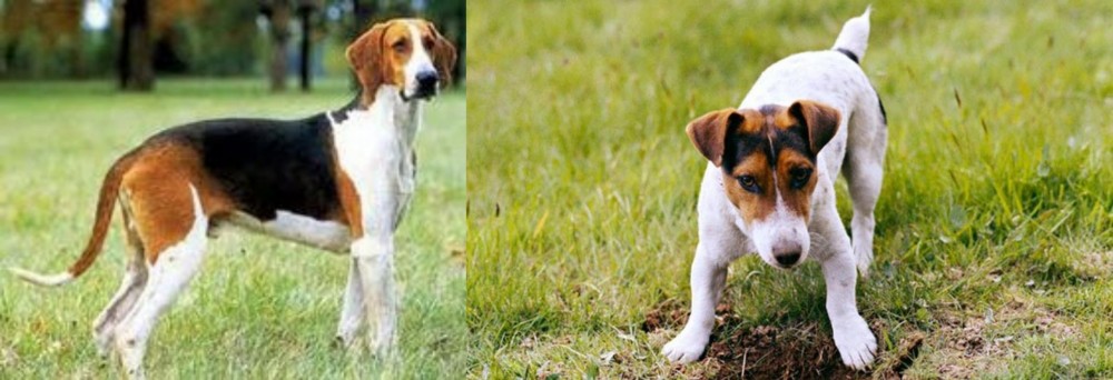 Russell Terrier vs Grand Anglo-Francais Tricolore - Breed Comparison