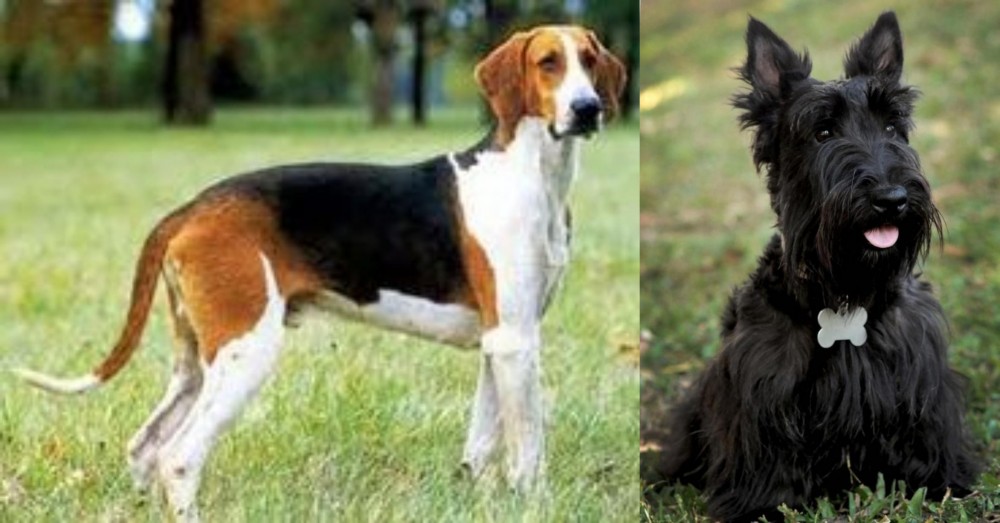 Scoland Terrier vs Grand Anglo-Francais Tricolore - Breed Comparison