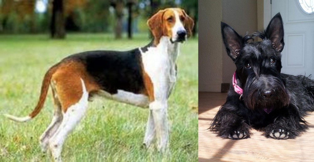 Scottish Terrier vs Grand Anglo-Francais Tricolore - Breed Comparison