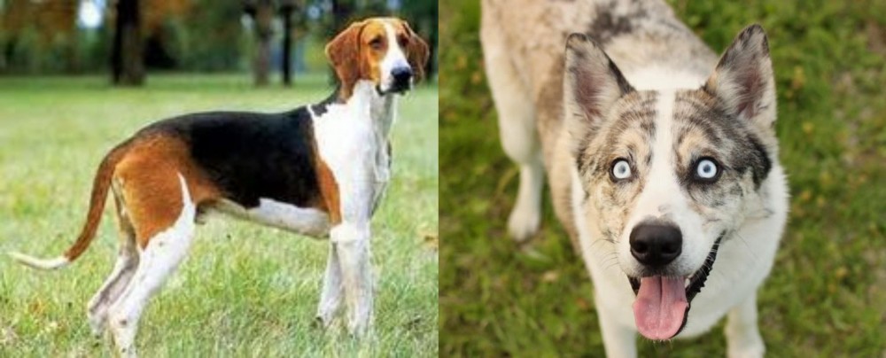 Shepherd Husky vs Grand Anglo-Francais Tricolore - Breed Comparison