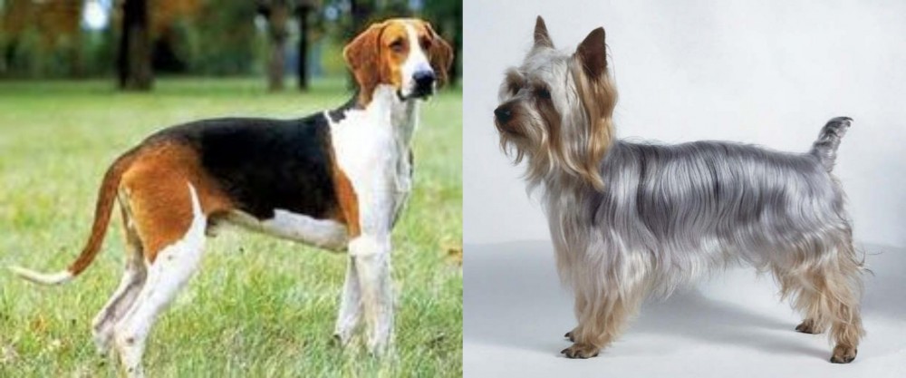 Silky Terrier vs Grand Anglo-Francais Tricolore - Breed Comparison