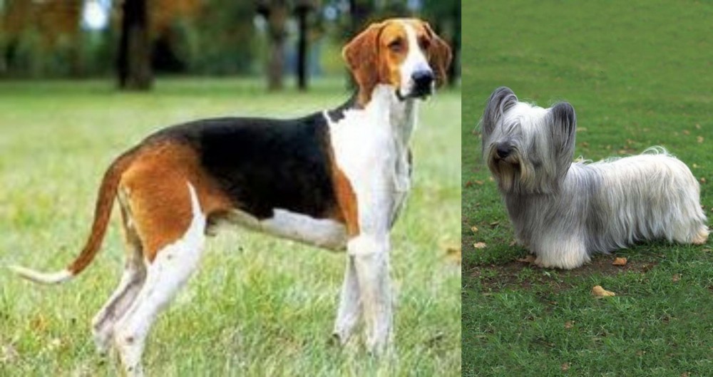 Skye Terrier vs Grand Anglo-Francais Tricolore - Breed Comparison
