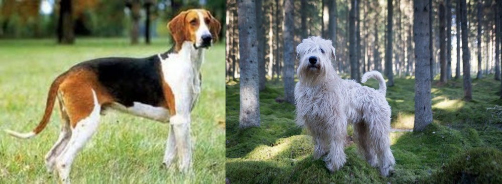Soft-Coated Wheaten Terrier vs Grand Anglo-Francais Tricolore - Breed Comparison