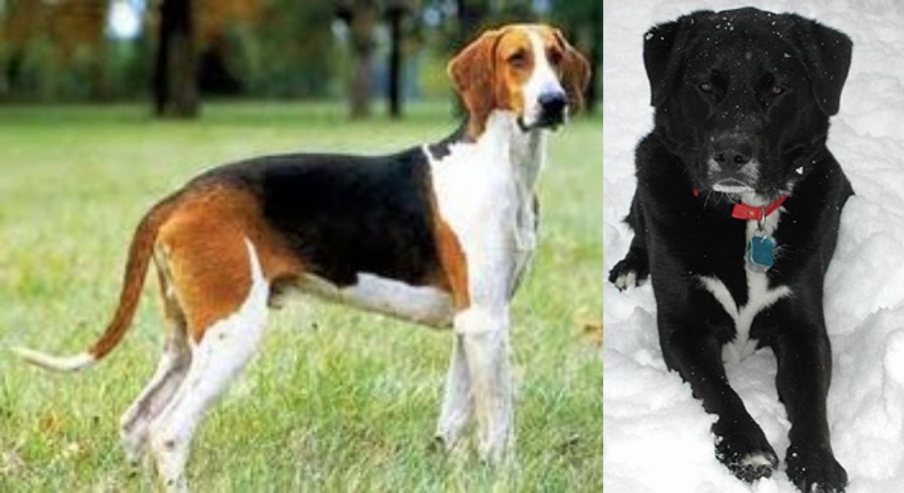St. John's Water Dog vs Grand Anglo-Francais Tricolore - Breed Comparison